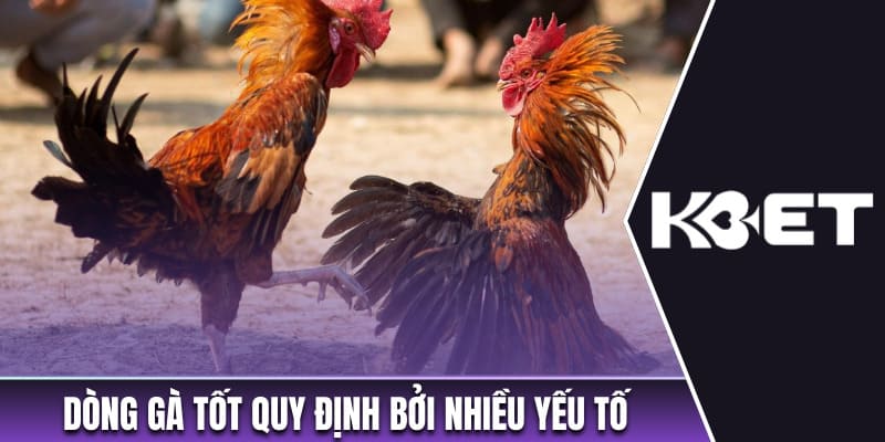 Dòng gà tốt quy định bởi nhiều yếu tố