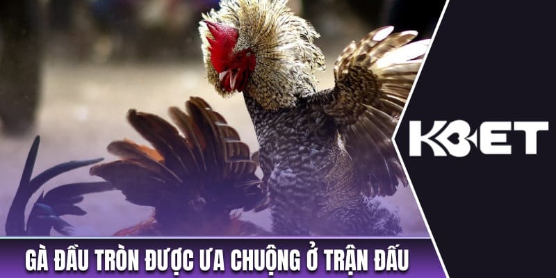 Gà đầu tròn rất được ưa chuộng ở trận đấu