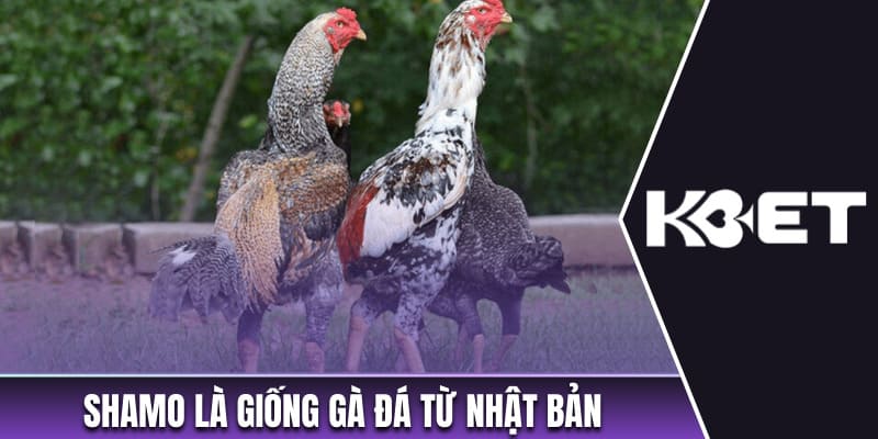 Shamo là giống gà đá từ Nhật Bản